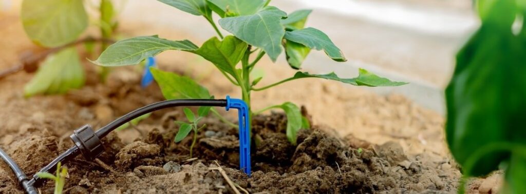 drip Boulder County Drip Irrigation